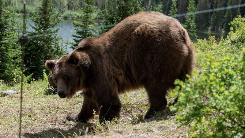 Grizzly Night