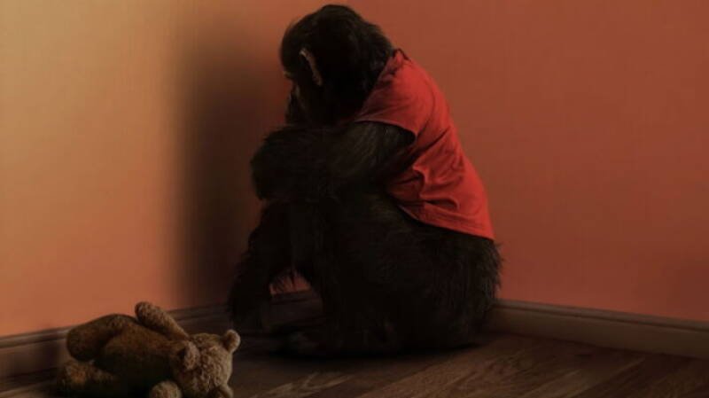 Primate