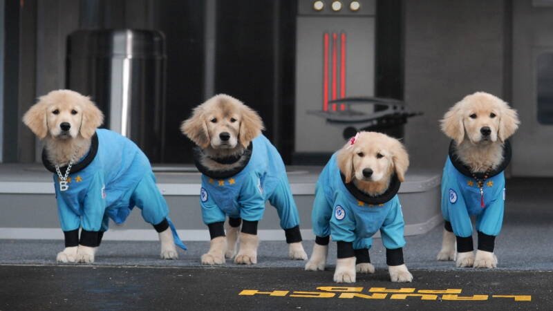 Pup Academy