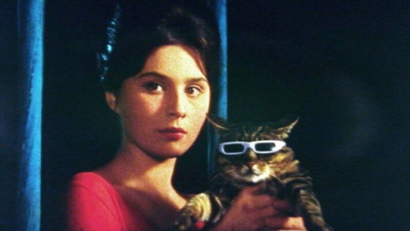 When the Cat Comes